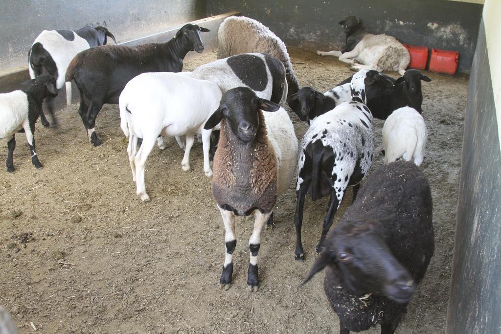 Hotel Fazenda Parque Dos Sonhos Socorro  Dış mekan fotoğraf